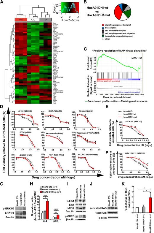 Figure 4. Mutant IDH1 activates MAPK signaling. (A) Row-scaled unsupervised hierarchical clustering of cells transduced with HoxA9 and CTL, IDH1wt, or IDH1mut. Three cell lines per group were generated by independent transductions of bone marrow cells and were transplanted in 1 lethally irradiated mouse each. The cells were harvested from bone marrow 4 weeks after transplantation and were sorted for GFP expression. Gene expression profiling using RNA from sorted cells was performed on Affymetrix Mouse 430.2 arrays. After robust multi-array average normalization, unsupervised hierarchical clustering was performed on variance filtered genes based on a log2 interquartile range of 1.6. (B) Graphical representation of enriched categories of gene ontology gene sets for the indicated cell comparisons based on gene set enrichment analysis from gene chip arrays. (C) Enrichment plot for the gene set “positive regulation of MAPK signaling” comparing IDH1mut and IDH1wt cells. NES, normalized enrichment score. (D) In vitro cytotoxicity assays using inhibitors of signaling pathways in HoxA9 cells transduced with CTL, IDH1wt, or IDH1mut (mean ± SEM of 3-5 independent experiments performed in duplicate). (E) In vitro cytotoxicity assay using AZD6244, an inhibitor of MEK1/2 in HoxA9 cells transduced with CTL, IDH1wt, or IDH1mut (mean ± SEM of 3 independent experiments performed in duplicate). (F) In vitro cytotoxicity assay using GSK1120212, an inhibitor of MEK1/2 in HoxA9 cells transduced with CTL, IDH1wt, or IDH1mut (mean ± SEM of 3 independent experiments performed in duplicate). (G) Representative western blot of in vitro–cultured cells for the indicated cell lines using antibodies against ERK, phospho-ERK, and β-actin as a loading control. (H) Ratio of phospho-p44 ERK/total-p44 ERK and phospho-p42 ERK/total-p42 ERK in HoxA9 CTL, HoxA9 IDH1wt, and HoxA9 IDH1mut cells (mean ± SEM of 3 independent experiments). (I) Representative western blot of in vitro–cultured cells for the indicated cell lines using antibodies against phospho-Elk1, total Elk1, phospho-p90RSK (Ser380), phospho-CREB, and β-actin as loading control. (J) Representative western blot of in vitro–cultured cells for the indicated cell lines using antibodies against activated RAS, total RAS, and β-actin, as loading control. (K) Hydrogen peroxide levels in cultured cells of the indicated cells that were incubated with Amplex red reaction mixture for 16 hours (mean ± SEM of 4 independent experiments measured in triplicate). *P < .05; ns, not significant.