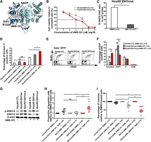 Figure 5. A novel inhibitor of mutant IDH1 inhibits human AML cell growth. (A) Structural model of the IDH1R132H dimer showing binding of HMS-101 and NAD phosphate (NADP) to the active center of IDH1. (B) Cell viability of HoxA9+IDH1wt and HoxA9+IDHmut cells incubated with increasing concentrations of HMS-101 (mean ± SEM of 4 independent experiments). (C) Ratio of R-2HG and S-2HG in HoxA9+IDHmut-transduced bone marrow cells incubated with 10 µM HMS-101 for 72 hours (mean ± SEM, n = 3). (D) Induction of apoptosis by HMS-101 (10 µM) indicated by the proportion of annexin V positive cells in murine bone marrow cells transduced with HoxA9 CTL, HoxA9 IDH1wt, and HoxA9 IDH1mut after 72 hours of treatment (mean ± SEM, n = 3). (E) Representative FACS blots of cell-cycle phases in HoxA9 CTL, HoxA9 IDH1wt, and HoxA9 IDH1mut cells treated with HMS-101 (10 µM) for 72 hours. Cell-cycle phases were determined by analysis of BrdU/7AAD-stained cells by FACS. The upper quadrant represents cells in S phase, the lower left quadrant represents apoptotic cells, the lower middle quadrant represent cells in G0/G1 phase, and the lower right quadrant represents cells in G2/M phase of the cell cycle. (F) Quantitative analysis of cell-cycle distribution after treatment with HMS-101 (10 µM) in the HoxA9 CTL, HoxA9 IDH1wt, and HoxA9 IDH1mut cell lines for 72 hours as described in Figure 5E (mean ± SEM, n = 3). (G) Representative western blot of in vitro–cultured cells treated with HMS-101 for the indicated murine cell lines using antibodies against phospho-ERK, total-ERK, and β-actin as loading control. (H) Induction of apoptosis by HMS-101 (10 µM) in the indicated cell types relative to dimethylsulfoxide (DMSO)-treated cells after suspension culture for 72 hours. (I) Inhibition of colony formation in CFC assays using human cells from healthy donors or AML patients with wild-type or mutant IDH1 by HMS-101 relative to DMSO-treated cells (mean ± SEM). *P < .05; **P < .01; ns, not significant.