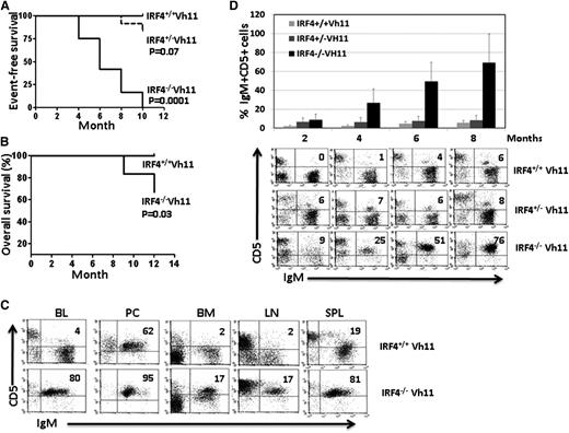 Figure 1. Spontaneous CLL development in IRF4-deficient Vh11 knock-in mice. (A) Kaplan-Meier Event-free survival curve of IRF4+/+Vh11, IRF4+/−Vh11, and IRF4−/−Vh11 mice. Twelve mice from each genotype were used for the analysis. P values are pairwise comparison (log-rank test) between IRF4+/+Vh11 and IRF4+/−Vh11, and between IRF4+/+Vh11 and IRF4−/−Vh11. Graphpad PRISM was used to plot the survival curve and to calculate P value. (B) Kaplan-Meier overall survival curve of IRF4+/+Vh11 and IRF4−/−Vh11 mice. Ten mice from each genotype were used for the analysis. (C) Cells were isolated from blood, PC, bone marrow, lymph node, and spleen of 5-month-old IRF4+/+ Vh11 and IRF4−/−Vh11 mice. The isolated cells were stained with antibodies against CD5 and IgM and analyzed by FACS. (D) Blood was collected from IRF4+/+Vh11, IRF4+/−Vh11, and IRF4−/−Vh11 mice for FACS analysis. The blood was collected from these mice every 2 months for a period of 8 months. There were 5 mice in each group. The frequency of CD5+IgM+ cells among PBMCs was calculated by FACS analysis. The average and SD of the frequency of CD5+IgM+ cells in each group at different time points were calculated (top). A representative FACS analysis for each group at different time points was shown (bottom). BL, blood; BM, bone marrow; LN, lymph node; SPL, spleen.