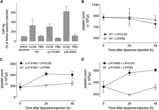 Figure 4. Liposome-clodronate macrophage depletion relieves VWD type 2B–associated thrombocytopenia. (A) VWF:Ag levels were measured in mice before and 24 hours after treatment with liposome-PBS or liposome-clodronate. VWF:Ag levels after treatment were compared with those before treatment. Antigen levels before treatment were arbitrarily set at 100%. (B-D) Platelet counts were determined in mice expressing wt-mVWF (B), p.V1316M-mVWF (C), or p.R1306Q-mVWF (D) before and 24 and 48 hours after injection with liposome-PBS or liposome-clodronate. Data represent mean ± SEM of 3 injected mice/treatment.
