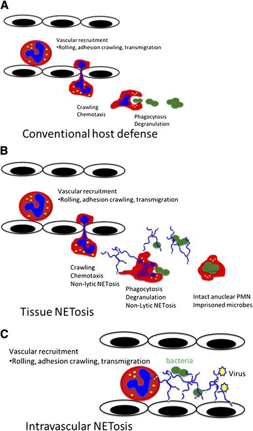 Figure 1. Vital NETosis allows PMNs to maintain conventional host defensive functions. (A) Conventional neutrophil host response incudes the recruitment cascade, emigration, chemotaxis, phagocytosis, and microbial killing. (B) Vital NETosis aids in containing local infections, such as gram-positive cellulitis, by allowing PMNs to rapidly release NETs and continue to chemotax and phagocytose live bacteria. Additionally, the live NET-releasing PMNs are able to maintain their membrane integrity, thereby imprisoning the captured bacteria. (C) Intravascular NET release optimizes the capture of both bacteria and viruses within the blood stream. Intravascular NETosis may also contribute to immunothrombosis.