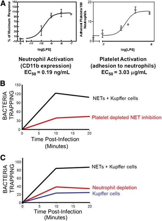 Figure 3. Intravascular bacteria are optimally captured via platelet-induced NET release and resident vascular macrophages. (A) Platelet activation is essential for in vivo NETosis. Isolated neutrophils become activated at very low levels of LPS; however, platelet activation occurs at significantly higher LPS concentrations, suggesting that platelet activation acts as an inflammatory barometer to maximally stimulate neutrophils during periods of severe infection. (B) In vivo, Kupffer cells are considered the major cell involved in intravascular bacterial capture. However, under basal conditions, when NETs are not yet present, Kupffer cells only account for a third of the microbial trapping. Similarly, under LPS-stimulated conditions, depletion of PMNs resulting in NET deficiency yields levels of capture similar to Kupffer cells alone. Hence, optimal bacterial capture occurs when Kupffer cells, PMNs, and NETs are present. (C) In vivo, during endotoxemia, platelet depletion diminishes neutrophil activation and NET release, thereby impairing optimal bacterial capture. EC50, 50% effective concentration.