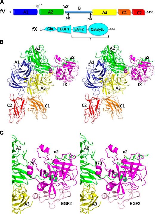Figure 1. Domain organization and crystallographic structure of pro-pseutarin C. (A) Schematics (not to scale) are given depicting the domain organization of P textilis fV and fX. Factor V has a short B domain that can be released by thrombin cleavage at the 2 sites indicated by arrows; however, such processing is unnecessary for cofactor activity. The fX construct used in crystallization studies (EGF2-catalytic domain) is indicated by the bracket. (B) A stereo view of the crystal structure of the fV-fX complex is shown in cartoon representation, with fV colored according to domain (A1 domain in blue, A2 domain in green, A3 domain in yellow, C1 domain in orange, and C2 domain in red) and fX in magenta (EGF2 domain in light pink). The a2 region is shown as green sticks. The orientation shown here is referred to as the front throughout. (C) Close-up of the fV-fX interface.