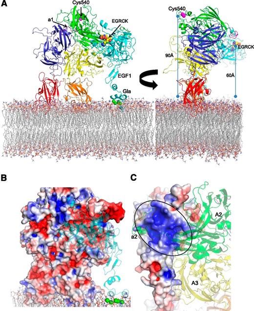 Figure 2. Model of full-length membrane-docked pseutarin C. (A) A model of the full-length pseutarin C complex (fXa in cyan and fVa colored as in Fig. 1), including missing loops and domains (the a1 loop in magenta), is shown bound to a phospholipid membrane surface (a lipid bilayer is shown as sticks). The Gla domain of fXa (calcium ions depicted as green spheres) and the membrane-binding C domains of fVa are coplanar, suggesting a similar extent of membrane penetration. A ∼10-Å penetration into the membrane is consistent with previous fluorescence resonance energy transfer measurements from the membrane to residue Cys540 of the A2 domain and to the active site of fXa in human prothrombinase (measurements indicated in right panel; EGRCK inhibitor shown as spheres). (B) The nature of the fVa-fXa interface is illustrated by coloring the surface of fVa according to electrostatic potential (red, negative; blue, positive) and showing fXa as a semitransparent cartoon. (C) The surface of fXa is shown colored according to electrostatics (highly basic region indicated by oval), with fVa (semitransparent, colored as in panel A).