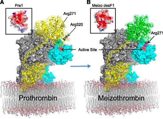 Figure 3. Proposal for the mechanism of sequential prothrombin cleavage by prothrombinase. (A) The surface of pseutarin C is shown, with fVa in gray and fXa in cyan and the active site colored red. Prothrombin (yellow cartoon with semitransparent surface) is docked onto the side of fVa, with F1 (Gla-EGF1) binding to the C2 domain. The Pre1 portion of prothrombin (Pre1 surface electrostatic representation as inset) docks onto fVa in a manner that feeds Arg320 (blue) into the active site of fXa while keeping the 271 site (magenta) remote. (B) Cleavage of the 320 site causes the zymogen-to-protease conformational change in the catalytic domain of prothrombin (yielding the active intermediate meizothrombin; right inset) and an altered interaction with the K2 domain (indicated by change from yellow to green). The change in surface properties of meizothrombin (Meizo des F1; inset) result in an adjusted interaction with fVa, and the presentation of Arg271 to the active site of fXa.