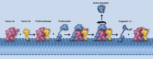 A schematic illustrating the membrane-mediated assembly of the prothrombinase complex (Factor Va in red and Factor Xa in yellow), the proposed interaction with prothrombin (blue), and the subsequent release of active thrombin and fragment 1.2. The individual components are labeled. Professional illustration by Marie Dauenheimer.