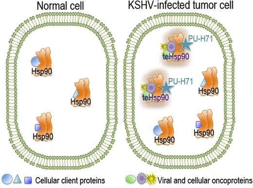 In normal, unstressed cells, the chaperone Hsp90 is bound to its cellular client proteins to promote their correct folding and cell homeostasis. Although Hsp90 is expressed in all cells and tissues, a specific tumor-enriched form of Hsp90 (teHsp90) is found in cancer cells. This oncoprotein-bound form appears as a higher-order multichaperone complex with high affinity for certain Hsp90 inhibitors such as PU-H71.