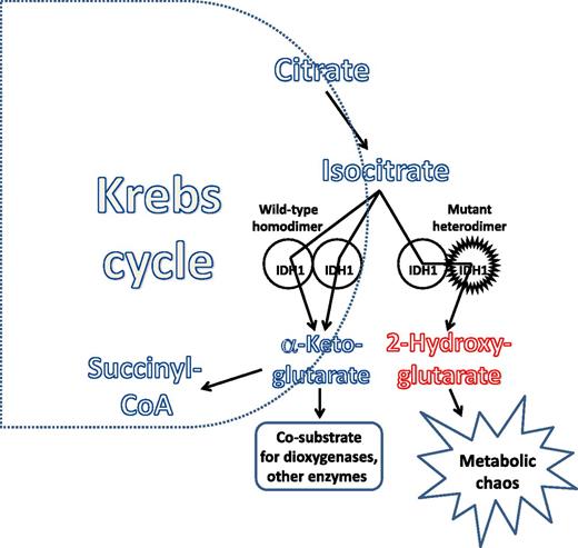 Mutant IDH enzymes convert a Krebs cycle intermediate, α-KG, into 2-HG. This alters the energy balance of the cell and interferes with a host of metabolic functions, including the epigenetic milieu.