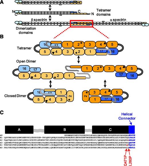 Figure 1. Schematic representation of erythrocyte spectrin equilibria and distal mutations. (A) Full-length red cell spectrin illustrating the closed dimer ↔ open dimer ↔ tetramer equilibria and component domains. The homologous ∼106 residue spectrin type “repeat units” that comprise most of the spectrin molecule are represented by rounded rectangles. The gray rectangles are domains required to initiate antiparallel lateral heterodimer assembly.50 The α-spectrin EF hands are represented by small yellow hexagons and the laterally associated actin binding domain at the N terminus of β-spectrin is represented by larger blue ovals. The SH3 domain (α10) inserted with the α9 domain is indicated by a small white triangle. The domains used in the construction of the recombinant mini-spectrin are highlighted in light blue and wheat and orange and blue. (B) Mini-spectrin in its tetramer form and the corresponding dissociation to open dimer and conversion to closed dimers. The α0-5 is connected to β16-17 using a short glycine linker (gray arc). The approximate locations of the L260P (asterisk) and Q471P (triangle) mutations are shown. (C) The relationship between the secondary structure of the 3-helix bundle motif and the α0-5 spectrin sequence. The black bars above the sequences indicate the locations of the A, B, and C helices of the 3-helix bundle that comprises each repeat, the gray-shaded squiggles indicate locations of loop regions, and the blue-shaded bar and sequence indicate the helical linker region that connects the end of the C helix to the beginning of the A helix in the next repeat. The locations of the L260P and Q471P mutations in the sequence are highlighted in red.