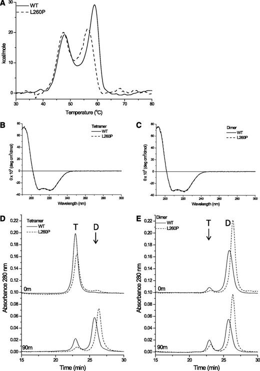 Figure 2. Structural properties of WT and L260P mini-spectrins. (A) Representative differential scanning calorimetry (DSC) scans of WT and L260P tetramers. DSC analysis was performed in 10 mM sodium phosphate, 130 mM NaCl, and 1 mM Tris(2-carboxyethyl)-phosphine hydrochloride (TCEP) pH 7.4 using a scan rate of 30°C/h over the temperature range of 20-90°C at a protein concentration of 0.5 mg/mL. (B) Representative circular dichroism (CD) results from WT and L260P tetramer. CD analysis was performed in 10 mM sodium phosphate, 130 mM sodium fluoride, and 0.1 mM TCEP pH 7.4 using a protein concentration of 0.16 mg/mL. (C) CD analysis of WT and L260P dimers at 0.18 mg/mL. (D) A total of 100 pmol mini-spectrin tetramer injected immediately after isolation at 4°C in 10 mM sodium phosphate, 130 mM sodium chloride, 0.1 mM EDTA, 0.15 mM phenylmethylsulfonyl fluoride, 1 mM TCEP pH 7.0 (upper panel), and after 90 minutes’ incubation at 37°C (lower panel). (E) A total of 100 pmol mini-spectrin dimers injected immediately after isolation at 4°C (upper panel) and after 90 minutes’ incubation at 37°C (lower panel).