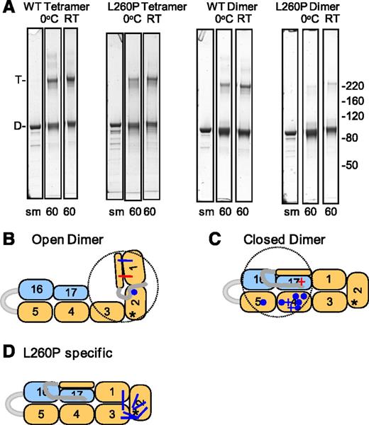 Figure 3. Chemical crosslinking of mini-spectrin tetramers and dimers. (A) SDS-PAGE gel showing the mini-spectrin samples before and after crosslinking with EDC/NHS. The 60-minute time point is shown for each condition (complete time courses are shown in supplemental Figure 3). (B-D) Asterisk indicates the location of the L260P mutation, the dotted circle represents a distance of 50 Å from the N terminus end of the α0 helix that defines the maximum extension of the 20 residues in the disordered “tail” preceding the α0 helix; blue lines indicate approximate locations of crosslinks observed at 0°C and room temperature (RT); blue dots indicate sites to which the α-N terminus was observed to be crosslinked at 0°C and RT. The red lines represent crosslinks only observed at RT. (B) Crosslinks indicative of an open dimer conformation. (C) Crosslinks indicative of a closed dimer conformation. Circles are common to WT and L260P and + are specific to L260P. The red + is only observed at RT. (D) Crosslinks specific to the L260P dimer.