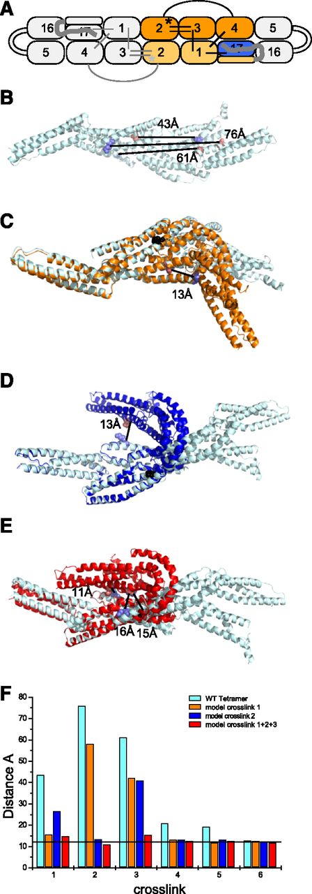 Figure 5. Long-range crosslinks unique to the L260P tetramer. (A) Schematic representation of 6 key crosslinks (black lines in right half of model; these crosslinks are repeated as gray lines in the left half of the model, which is a mirror image of the right half) unique to L260P tetramers (Table 2). The colored region indicates repeats used for modeling structural changes required to accommodate distance constraints imposed by L260P-specific crosslinks. (B) A structural model of the colored region of WT mini-spectrin. Locations of 3 L260P tetramer-specific crosslinks (Table 2; crosslinks 1-3) and the distances between the crosslinked residues in the WT structure are highlighted. Crosslinked side chains are presented using spheres (blue, K; red, D or E). (C-E) The light cyan WT tetramer model (B) is superimposed on alternative L260P structures. (C) The model shown in orange was derived by applying the distance constraint defined by crosslink 1 in panel B (residues 508-364). The black sphere shows the location of the L260P mutation. (D) The model shown in blue was derived by applying the distance constraint defined by crosslink 2 in panel B (residues 265-466). (E) The model shown in red was derived by first applying crosslink 2 followed by crosslinks 1 and 3. (F) The distances between α-carbons for 6 key L260P tetramer-specific crosslinked residues on the models are shown in panels B-E. The horizontal line at 12 Å defines the expected maximum distance between α-carbons of residues capable of being crosslinked by a zero-length crosslinking reagent.