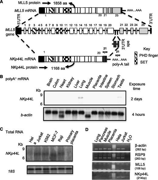 Figure 1. Gene organization and mRNA expression of NKp44L. (A) Schematic representation of the NKp44L gene organization compared with MLL5. Exons are represented as bars and are numbered. Exons 21 to 25 are specific to MLL5, whereas 21spe exon is specific to NKp44L. Exon 21spe (spe, specific) and the following 3′UTR spe are localized in the intron following the exon 20 of MLL5. The PHD zinc-finger domain is indicated by hatched bars and the Suvar3-9, Enhancer of zeste, Trithorax (SET) domain by checkerboard bars. (B) The mRNA expression of NKp44L in normal tissues. Northern blot analysis of normal tissue poly(A)+ RNA was performed with a DNA probe from the specific NKp44L sequence after exposure times of 2 days at −80°C (top panel). The bottom panel shows hybridization with a control β-actin probe after a standard 4-hour exposure. (C) RNA expression of NKp44L in tumor cell lines (HeLa, Jurkat, MCF-7, and Raji) and primary placenta tissue. Northern blot analysis of total RNA was performed with a DNA probe from the specific NKp44L sequence (top panel). The bottom panel shows hybridization with a control 18S ribosomal RNA probe. (D) RT-PCR analysis of NKp44L and MLL5 from complementary DNA of healthy tissues (lung, pancreas, muscle and placenta), HeLa, and Jurkat tumor cells. β-actin and RSP9 were used as controls. The sized of each amplified fragment is noted.