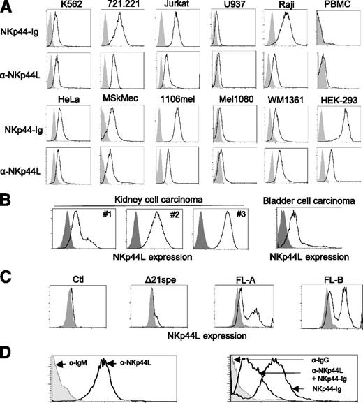 Figure 3. NKp44L is a cell-surface ligand for NKp44. (A) Cell-surface expression of NKp44L was assessed by flow cytometry. The indicated tumor cell lines or primary PBMC were stained either with anti-NKp44L mAb and the NKp44-Ig fusion protein (bold lines) or with the corresponding controls (gray histograms). Data are representative of at least 3 independent experiments. (B) Cell-surface expression of NKp44L on kidney (from 3 different patients: patients 1, 2, and 3) and bladder cell carcinoma from primary biopsies. Tumor single-cell suspensions were stained with anti-NKp44L (bold lines), or with control (gray histograms). (C) NKp44L expression on mouse EL4-transfected cells. EL4 cells were stably transfected with the full-length (FL) sequence, the C-terminal-deleted (Δ21spe) sequence of NKp44L, or a control vector (Ctl). Transfected cells were drug-selected and then tested by flow cytometry with anti-NKp44L mAb (bold lines), or control (gray histograms). Two independent cell populations (FL-A and FL-B) expressing the full-length sequence of NKp44L were tested. (D) Blocking experiment on WM1361 cells. (Left panel) Staining with the anti-NKp44L mAb (bold line) or its IgM isotype control (grey histogram). (Right panel) Staining with the NKp44-Ig fusion protein, alone or in the presence of anti-NKp44L mAb (bold lines). IgG isotype control staining (grey histogram), serves as control.