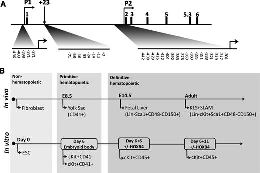 Figure 1. Runx1 genomic locus and cell populations for bisulfite analysis. (A) Murine Runx1 locus and CpGs analyzed by bisulfite sequencing. For P1 and P2, CpG number represents distance from transcription start site. For +23, CpG number represents distance from the 3′ end of the polymerase chain reaction (PCR) amplicon. (B) Cell populations isolated in vivo and from ESC differentiation strategy for bisulfite analysis.