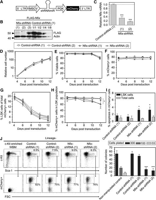 Figure 2. Nfix is required for the persistence of HSPCs ex vivo. (A) Schematic of lentiviral vector used for delivery of shRNAs. MiR30-embedded shRNAs are driven from an MSCV promoter. A downstream PGK promoter drives expression of the fluorescent reporter, mCherry. (B) 293T cells were transduced with FLAG-tagged–Nfix 48 hours prior to transduction with shRNAs. Both transduction steps were carried out with an multiplicity of infection to acquire a transduction frequency of 100%, confirmed by flow analysis. Seven days posttransduction of shRNAs, cells were harvested and analyzed via western blot analysis for Flag and Actin protein levels. (C) LSK cells purified from WBM were transduced independently with 2 distinct shRNAs targeting Nfix, cultured under serum-free conditions for 3 days, flow sorted for mCherry+ and then analyzed via qRT-PCR for relative Nfix transcript. (D-H) LSK cells were transduced with either control- or Nfix-shRNAs and cultured ex vivo in serum-free medium supplemented with hematopoietic cytokines for 12 days. (D) Cell growth, (E) viability, (F) percentage of mCherry+ in total cell population, (G) percentage of LSK cells in mCherry+ population, and (H) % mCherry+ cells in LSK cells was assessed every other day. Data represent mean ± standard deviation (SD) from 3independent experiments. (I) Analysis of apoptosis in cells harvested 10 days posttransduction after staining for lineage markers, Sca-1, c-Kit, Annexin V, and DAPI. Data represent mean ± SD from 3 independent experiments. (J) mCherry+ LSK cells were recovered by FACS from LSK cells transduced with control- or Nfix-shRNAs and cultured for 7 days ex vivo. These cells were replated in semi-solid methycellulose-based medium supplemented with hematopoiesis-promoting cytokines and hematopoietic colonies were scored 10 days postplating. Data represent mean ± SD from 3 independent experiments. P values were considered statistically significant when *P < .05, **P < .01, and ***P < .001.