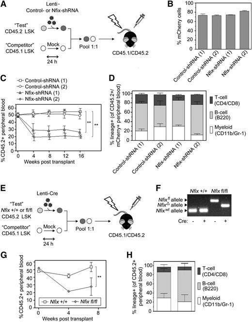 Figure 4. HSCs lacking Nfix are deficient in hematopoietic repopulating potential. (A) Schematic of transplant strategy to assess hematopoietic repopulating potential of HSC. At 24 hours posttransduction with either control- or Nfix-shRNAs, 5000 CD45.2 LSK cells (test cells) were transplanted along with 5000 CD45.1 mock-transduced LSK cells (competitor cells) into lethally irradiated CD45.1/CD45.2 recipient mice. Residual uninjected cells were analyzed via flow cytometry to confirm injection of an equal ratio of test and competitor cells. (B) LSK cells were transduced with either control- or Nfix-shRNAs and analyzed after 3 days of serum-free liquid culture for %mCherry+ cells by flow cytometry. Consistently, 75% to 80% of cells were mCherry+ at 3 days postinfection. Results represent mean ± standard deviation from 3 independent experiments. (C) The peripheral blood of recipient mice was analyzed every 4 weeks posttransplant by flow cytometry for contribution from CD45.2+ test cells. LSK cells infected independently with 2 shRNAs targeting Nfix displayed a dramatic decrease in repopulating potential, relative to test cells transduced with control-shRNAs, as early as 4 weeks posttransplant. Each point represents the mean ± standard error of the mean of 3 independent experiments with >3 recipient mice in each experiment. (D) No major differences were seen in the distribution of cell surface markers representing select blood lineages in the CD45.2+ mCherry+ peripheral blood compartment of recipients transplanted with LSK cells transduced with control- or Nfix-shRNAs 16 weeks posttransplantion. Results represent mean ± standard error of the mean of 3 independent experiments with >3 recipient mice in each experiment. (E) Schematic of transplant strategy to assess hematopoietic repopulating potential of NfixΔ/Δ HSC. At 24 hours posttransduction with Cre recombinase, 5000 CD45.2 Nfixfl/fl or Nfix+/+ LSK cells (test cells) were transplanted along with 5000 CD45.1 mock-transduced LSK cells (competitor cells) into lethally irradiated CD45.1/CD45.2 recipient mice. Residual cells were cultured under serum-free conditions and analyzed 5 days posttransduction by polymerase chain reaction for the presence of floxed, deleted, and wild-type alleles (F). (G) The peripheral blood of recipient mice analyzed at 4 and 7 weeks posttransplant with Nfixfl/fl or Nfix+/+ test cells transduced with Cre recombinase. (H) This experiment is representative of 2 independent experiments. No major differences were seen in the distribution of cell surface markers representing select blood lineages in the CD45.2+ peripheral blood compartment of recipients transplanted with Nfixfl/fl or Nfix+/+ test cells transduced with Cre recombinase 7 weeks posttransplant. P values were considered statistically significant when *P < .05, **P < .01, and ***P < .001.
