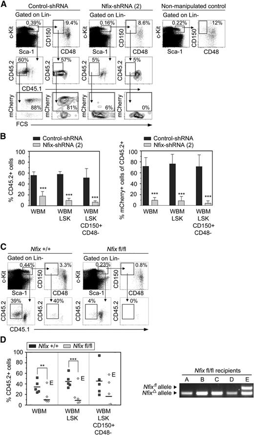 Figure 5. HSPCs lacking Nfix are diminished in the bone marrow of recipient mice. (A) Representative analysis of WBM collected from recipient mice transplanted 16 weeks prior with CD45.2 LSK cells transduced with either control- or Nfix-shRNAs. Cells were stained with CD45.1, CD45.2, lineage markers, Sca-1, c-Kit, CD48, and CD150, and were analyzed via flow cytometry for the persistence of mCherry+ cells in the CD45.2+ compartment of the LSK and LSK CD48−CD150+ marrow fractions. A nonmanipulated control animal is shown for comparison. (B) Analysis of frequency of CD45.2+ cells and mCherry+ cells within the CD45.2+ compartment of the WBM, LSK cells, and Lineage−Sca-1+c-Kit+CD48−CD150+ cells of recipient mice transplanted 16 weeks prior, as previously described. Results represent mean ± standard deviation from 2 independent experiments. (C) Representative flow cytometry analysis of frequency of CD45.2+ cells within the LSK and LSK CD48−CD150+ bone marrow compartment of recipient mouse transplanted 7 weeks prior with CD45.2+ Nfixfl/fl or Nfix+/+ LSK cells transduced with Cre recombinase. (D) Analysis of frequency of CD45.2+ cells within the LSK and LSK CD48−CD150+ bone marrow compartment of individual recipient mice transplanted 7 weeks prior with CD45.2+ Nfixfl/fl or Nfix+/+ LSK cells transduced with Cre recombinase. CD45.2+ cells were isolated by FACS from c-Kit-enriched bone marrow collected from individual mice and analyzed by genomic polymerase chain reaction for the presence of deleted and floxed Nfix alleles. The floxed Nfix allele was undetectable in all recipients of Cre-transduced Nfixfl/fl LSK cells, except recipient E-labeled mouse. Recipient E-labeled mouse was the only recipient of Cre-transduced Nfixfl/fl LSK cells that contained a high percentage of CD45.2+ cells in all 3 compartments examined (total bone marrow, LSK, and LSK CD48−CD150+). P values were considered statistically significant when *P < .05, **P < .01, and ***P < .001.