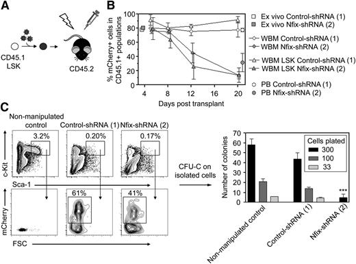 Figure 6. HSPCs lacking Nfix are established but fail to persist in the bone marrow of recipient mice. (A) Experimental schematic. Mice recipient of CD45.2+ were transplanted with 9000. CD45.1+ LSK cells transduced with control- or Nfix-shRNAs, and were then analyzed beginning at 5 days posttransplant for the presence of mCherry+ CD45.1+ bone marrow cells via flow cytometry. (B) At 5, 8, 12, and 20 days posttransplant, marrow from mice transplanted with CD45.1+ LSK cells transduced with either control- or Nfix-shRNAs was examined for the persistence of mCherry+ cells within both the CD45.1+ WBM and CD45.1+ LSK marrow. Results represent mean ± standard deviation from 2 independent experiments. (C) mCherry+ LSK cells were isolated via FACS from the marrow of pooled cohorts of mice transplanted 10 days prior with either control- or Nfix-shRNAs and then plated in semi-solid methycellulose-based medium supplemented with hematopoiesis promoting cytokines. Hematopoietic colonies were scored 10 days postplating. WBM from a cohort of nonmanipulated mice were used as a gating and sorting control. Results represent the mean ± standard deviation from 3 independent experiments. P values were considered statistically significant when *P < .05, **P < .01, and ***P < .001. CFU-C, colony forming unit-culture; PB, peripheral blood.