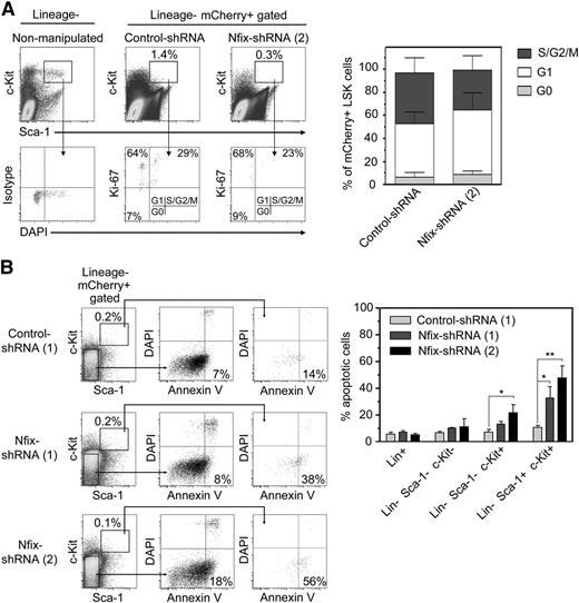 Figure 7. Nfix is required for the survival of HSPCs posttransplant . (A) CD45.1 LSK cells transduced with either control- or Nfix-shRNAs were transplanted into CD45.1/CD45.2 recipients and the marrow was harvested 10 days posttransplant. Cells were stained for lineage markers, Sca-1, c-Kit, Ki-67, and DAPI, and were analyzed via flow cytometry for cell cycle distribution in mCherry+ LSK cells. Data represent mean ± standard deviation from 1 experiment with five recipients in each group. (B) Flow analysis of cells harvested at the same time point as previously described and stained for lineage markers, Sca-1, c-Kit, annexin V, and DAPI for the analysis of apoptosis in mCherry+ WBM compartments. Data represent mean ± standard deviation from 3 independent experiments. P values were considered statistically significant when *P < .05, **P < .01, and ***P < .001.