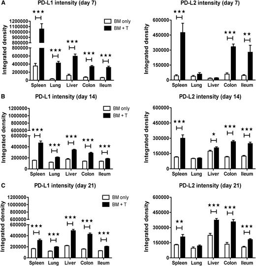 Figure 1. Enhanced expression of PD-1 ligands in acute GVHD. Lethally irradiated BALB/c recipients were given 107 B6 BM cells alone or with 2 × 106 B6 T-cells. Immunofluorescence staining was performed on day 7 (A), day 14 (B), and day 21 (C) for PD-L1 and PD-L2 (4 mice/group). Images were captured at ×200 magnification, using an Olympus FluoView 500 or Olympus FluoView 1000 BX2 confocal laser scanning microscope and analyzed with Adobe Photoshop CS3 (version 10) for determination of the relative fluorescence staining intensity. Data are representative of 2 independent experiments. *P < .05; **P < .01; ***P < .001.