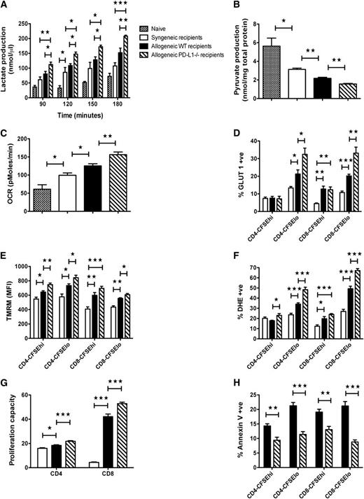 Figure 7. GVHD acceleration induced by PD-1/PD-L1 blockade resulted in increased metabolic stress in donor T-cells. Lethally irradiated wt B6, PD-L1−/−, or Thy1.2+ BALB/c recipients were given 107 Thy1.2+ BALB/c BM cells with 30 × 106 CFSE-labeled Thy1.1+ BALB/c splenocytes. (A-H) Mice were killed on day 5 after BMT, and experiments were performed as described. Thy1.1+ donor T-cells were purified, and lactate (A) and pyruvate (B) production and oxygen consumption (C) by donor T-cells were measured. Naive Thy1.1+ BALB/c mice (n = 4) were included as control. Mice splenocytes were analyzed by flow cytometry for GLUT1 (D), TMRM (E), dihydroethidium (F), and annexin V (H) expression in undivided (CFSEhi) and divided (CFSElo) donor T-cells. MFI; mean fluorescence intensity. (G) Splenocytes were also analyzed by flow cytometry for CFSE dilution. Cells were gated on Thy1.1+ and analyzed for CD4+ or CD8+ events. (A-H) Data are representative of 5–9 mice/group from 2-3 independent experiments. *P < .05; **P < .01; ***P < .001.