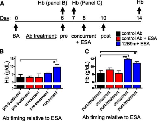 Figure 5. Treatment with 12B9m administered concurrently with ESA was more effective than 12B9m administered before or after ESA. (A) Experimental scheme detailing administration time of intraperitoneal BA (3 × 108 particles per mouse), intravenous Ab (5 mg per mouse), and intravenous ESA (300 µg/kg Epoetin alfa) in Hep1 mice. Potential Ab treatment times relative to ESA are indicated. Hb was monitored on either day 6 or day 7 as specified and used to assign mice to groups as in Figure 2. Hb was measured again at day 14 in all experiments (n = 5 mice per group). (B) Comparison of day 14 Hb response to 12B9m administration on day 6 (pretreatment) and day 8 (concurrent treatment) relative to ESA. (C) Comparison of day 14 Hb response to 12B9m administration on day 8 (concurrent treatment) and day 10 (posttreatment). Statistical comparisons against control Ab group are shown (1-way ANOVA with Dunnett’s post hoc test). *P < .05; **P < .01. All results are shown as mean ± SEM.