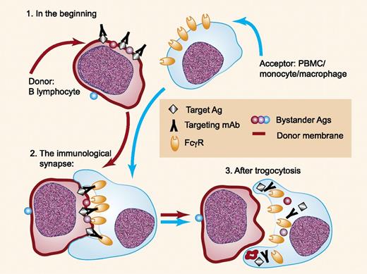 Trogocytosis of IgG bound to targeted antigens is mediated by Fcγ receptors on acceptor cells. Interaction of IgG bound to target antigens on the donor cell (1) with Fcγ receptors on the acceptor cell leads to formation of an immunologic synapse (2). The acceptor cell then ingests the immune complex and portions of the donor cell membrane, along with the participating Fcγ receptors (3). Other surface antigens in close proximity to the target immune complex are also taken up by the acceptor cell. Ag, antigen; PBMC, peripheral blood mononuclear cell. Professional illustration by Paulette Dennis.