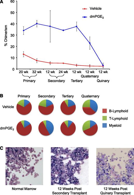 Figure 1. dmPGE2 pulsed grafts maintain repopulating ability through serial transplantations. (A) Increased chimerism of dmPGE2-treated cells vs vehicle is shown for primary transplant at 20 weeks (time of secondary transplant) and in a subcohort at 32 weeks (time of 12-week analysis of secondary transplant); for secondary transplant at 12 weeks and 24 weeks; and for tertiary, quaternary, and quinary at 12 weeks. Data for 20-week primary transplant were from 2 pooled experiments, n = 5 mice per group, per experiment, each assayed individually. Data for secondary, tertiary, quaternary, and quinary transplants were from n = 5 mice per group, each assayed individually. Data are expressed as mean ± SEM; *P < .05. (B) Relative contribution to lineages of myeloid and B- and T-lymphoid. Multilineage analysis for primary transplant (32 weeks) and at 12 weeks posttransplant in serially transplanted secondary, tertiary, and quaternary mice. n = 5-10 mice per group, each assayed individually. (C) Representative Wright’s Giemsa-stained cytospins from normal bone marrow, marrow from secondary bone marrow transplant 12 weeks after transplantation, and marrow from quinary transplanted mice 12 weeks after transplantation. Cytospins were photographed at ×200 (×20 objective) with a Leica DM2500 Microscope outfitted with Q-Imaging micropublisher camera (W. Nushbaum Inc., McHenry, IL). Bone marrow cytospins show normal cellularity. Both myeloid and precursors are present and show normal maturation as well as megakaryocytes. There was no evidence of myeloid hyperplasia, no noticeable increase in myeloid or erythroid blasts, and no obvious increase in immature granulocytic, monocytic cells, or evidence of lymphoblastic transformation.