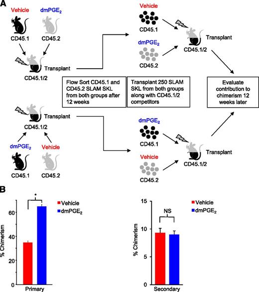 Figure 2. dmPGE2 pulsed HSCs do not have an inherent competitive advantage in secondary transplants. (A) Schematic representation of experimental design. WBM from CD45.1 mice and CD45.2 mice was treated with both vehicle and dmPGE2 and then transplanted head to head into lethally irradiated (1100 cGy, split dose) CD45.1/CD45.2 hybrid mice as shown (2.5 × 105 cells per group). Chimerism was analyzed at 12 weeks, and bone marrow from recipients was collected and stained with fluorescent antibodies for phenotypic markers, and cells were sorted for SLAM SKL. SLAM SKL cells were transplanted head to head into a second cohort of lethally irradiated CD45.1/CD45.2 mice along with 2.0 × 105 WBM CD45.1/CD45.2 competitors, and chimerism analyzed 12 weeks later. (B) Chimerism in peripheral blood is shown for 12 weeks after the primary transplant and 12 weeks after the secondary transplant (mean ± SEM). n = 10 mice per group (total of 20 mice for primary and 20 mice for secondary); *P < .001.