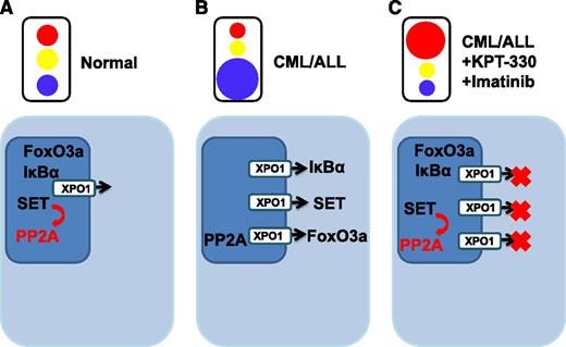Normal cells maintain homeostasis by tightly regulating intracellular trafficking of ions, small molecules and proteins. (A) Proteins located predominantly in the nucleus are able to function normally (eg, SET is able to activate its target PP2A, a tumor suppressor). (B) Leukemic transformation abrogates the trafficking of cargo with inappropriate diversions provided by upregulated karyopherins, such as XPO1, providing the “green light” to export specific proteins out of the nucleus. Protein activity is altered (eg, PP2A is no longer appropriately activated). (C) KPT-300 with imatinib treatment introduces a “red light” to halt subverted proteins from being diverted from the nucleus, and nuclear proteins are able to function within their appropriate context.