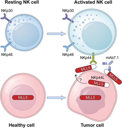 The natural cytotoxicity receptor NKp44, expressed on activated NK cells, binds a ligand, NKp44L, which is expressed at the surface of tumor cells. NKp44L is produced from an alternate transcriptional splice variant of the MLL5 gene, as a truncated MLL5 protein with a unique C-terminal sequence. MLL5 is an intracellular, nuclear protein. NKp44L is found in the cytoplasm and at the cell surface. The mAb 7.1, specific for NKp44L, blocks the killing of NKp44L+ target cells by NKp44+ NK cells.