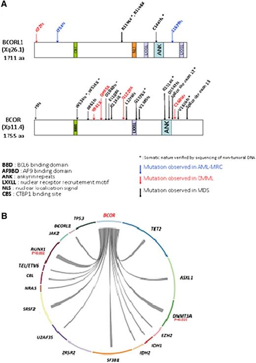 Figure 1. BCOR and BCORL1 truncating mutations in MDS and related disorders. (A) Localization of mutations identified in BCOR and BCORL1 genes. Each mutation is shown with an arrow. Only frameshift, nonsense, and splice site mutations are indicated. Confirmed somatic mutations are discriminated by an asterisk. The domain structures are shown in colored boxes as indicated. (B) Co-occurrence of BCOR mutations with other genes studied in 354 MDS patients (Circos Graph made on http://circos.ca/; TM, truncating mutations). The P value from Fisher’s exact test is shown, and the gene appears in red for statistically significant associations