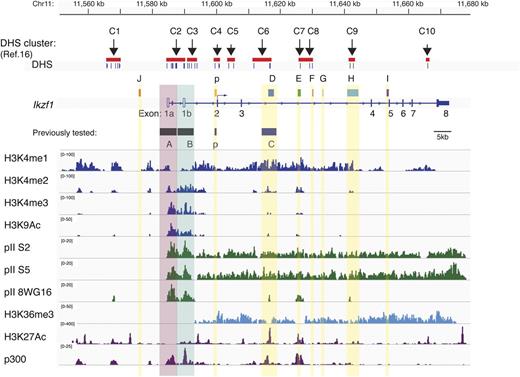 Figure 1. Epigenetic demarcation of Ikzf1 regulatory regions. The location of 10 previously described lymphoid-specific DHS clusters16 and noncoding regions with extensive mouse-human sequence conservation are shown at the Ikzf1 locus. Individual DHS and DHS clusters are indicated by short vertical bars or red bars. On the Ikzf1 locus, the untranslated exons 1a and 1b associated with distinct promoter activities are denoted as unfilled rectangles and the 7 translated exons 2 to 8 as solid rectangles. Enrichment peaks for histone H3 modifications (H3K4me1, me2, me3, H3K9/14Ac, and H3K36me3) and for the RNA Pol II (pII) initiation (8WG16) and elongation (S5, S2) forms at the Ikzf1 locus are displayed by the Integrative Genomics Viewer (IGV) 2.1 using the mouse genome database mm9. Enrichment peaks for H3K27Ac and p300 were deduced from ENCODE data (supplemental Table 8).20