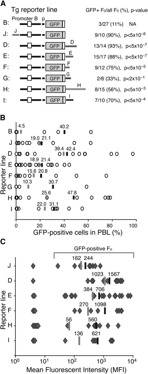 Figure 2. Enhancer activities associated with the Ikzf1 regulatory sites. (A) Diagrams of the reporter constructs used in this study are shown on the left. The number of GFP-expressing founders is displayed over the total number of founders obtained for each reporter. The statistical significance of the difference (increase) in GFP-expressing founder lines compared with the parental B-p-GFP lines was provided by χ2 analysis and is shown as a P value. (B) The percentage of GFP+ PBLs assessed by flow cytometry is depicted for each founder line as circles. The average percentage of GFP+ PBLs for each transgenic reporter was calculated for either all GFP-expressing founders (black bar) or all founders (gray bar). (C) The MFI of GFP+ PBLs was estimated for each founder line (gray diamonds) of every transgenic reporter as described in panel B.