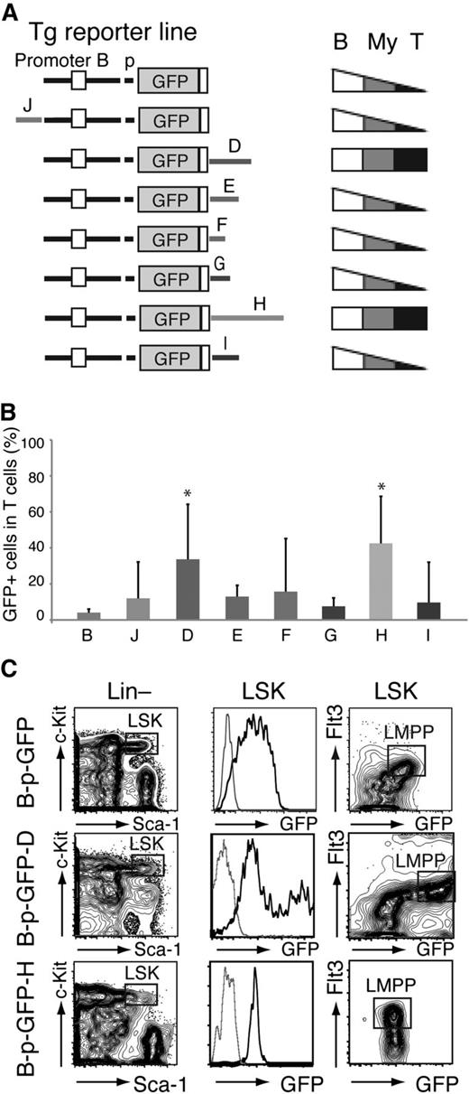 Figure 3. Cell type specificity of the Ikzf1 enhancers. (A) Diagrams of the reporter constructs used in this study are shown on the left. Patterns of lineage-specific GFP expression in PB− B cells (B220+, B), T cells (TCRβ+, T), and myeloid (Mac-1+, My) cells are summarized on the right. (B) Ikzf1 enhancer activity in T cells. Error bars (standard deviation) indicate variegation of GFP expression among the different founder lines generated by each enhancer-based reporter. The significance in the difference of GFP expression among GFP-reporter lines was assessed by Student t test; *P < 5 × 10−3. (C) Enhancer D and H activity in the HSC/MPP-enriched LSK (Lin–c-Kit+Sca-1+), as determined by expression of B-p-GFP-D and -H reporters compared with the parental B-p-GFP reporter. The LMPP is defined as LSK Flt3+ (square gate). GFP expression in the LSK is shown as a histogram or together with Flt3 expression as a contour plot. Thin gray line histogram represents a reporter negative control.