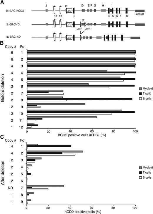 Figure 4. Enhancer D is required for normal transcription at the Ikzf1 locus (A) Diagram of the Ikzf1 BAC transgenic reporter constructs. The first translated exon (exon 2) in the Ikzf1 BAC clone was replaced by the human CD2 (hCD2) reporter gene (white rectangle) inserted at the initiation codon (Ik-BAC-CD2). Two flanking loxP sites (white triangles) were inserted 5′ and 3′ of the D region (Ik-BAC-lDl). The D region was deleted from Ik-BAC-lDl by Cre recombinase to generate Ik-BAC-ΔD construct. (B) Reporter expression in the PBL from Ik-BAC transgenic lines with intact enhancer D region. (C) Reporter expression in PBL from Ik-BAC-ΔD transgenic lines. The copy number is noted besides each founder generated from either the Ik-BAC-CD2 or the Ik-BAC-DL line. The percentage of hCD2+ myeloid cells (gray bars), T cells (black bars), and B cells (white bars) was determined for each founder animal by flow cytometry with antibodies to Mac-1, B220, and TCRβ, respectively. N.D., not determined.