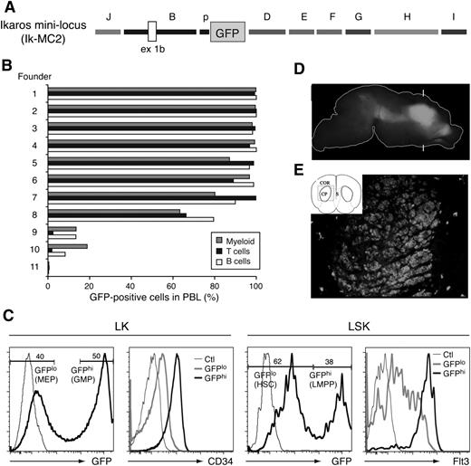 Figure 6. Combined activity of Ikzf1 regulatory elements in lympho-myeloid and neuronal cells. (A) Diagram of the Ik-MC2 construct. (B) GFP reporter expression in PBL subsets of the Ik-MC2 founder lines. The percentage of GFP+ myeloid cells (gray bars), T cells (black bars), and B cells (white bars) was determined for each founder line by fluorescence-activated cell sorter (FACS) analysis. (C) GFP expression in the HSC-enriched (LSK) and erythro-myeloid (LK-Lin–c-Kit+Sca-1–) progenitor populations of the bone marrow. CD34 and Flt3 expression in LSK and LK GFP high (hi) and low (lo) subsets are shown. Thin line histogram represents FACS staining of a reporter or marker negative control. (D) Lateral view of GFP expression in the P0 brain in whole mount. The outline of the brain is shown as a white line. Bright GFP expression is observed in the basal ganglia. No fluorescence was observed in wild-type controls under these conditions. Brackets mark the approximate plane of the frontal section shown in panel E. (E) Schematic view of the section indicating the cortex (COR), caudate putamen (CP), and septum (S) and the area shown in the photograph (box). GFP expression is observed in the caudate putamen. With the exception of scattered cells elsewhere, GFP is not observed in surrounding tissue.