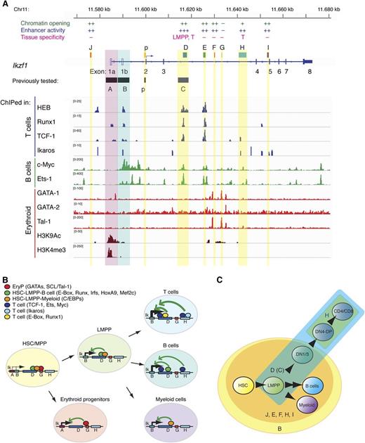 Figure 7. Network of transcription factors targeting Ikzf1 enhancers. (A) TF enrichment peaks at the Ikzf1 locus in thymocytes (T cells), CH12 (B cells), and erythoid precursors were visualized by the IGV browser. A summary of regulatory activities is provided above respective enhancer regions at the Ikzf1 locus. (B-C) A model of Ikzf1 regulation. (B) Ikzf1 enhancer-promoter interactions during hematopoiesis. Erythroid-specific factors binding at enhancer G enable interactions with the myeloid-specific promoter A and Ikaros expression during early erythropoiesis. Lympho-myeloid–specific factors binding at enhancers D and H support interactions with the lympho-myeloid–specific promoter B and Ikaros expression during lymphoid and myeloid differentiation. Lineage-specific transcription factors at these sites are depicted as color-coded circles. Arrows indicate potential interactions between cell type–specific enhancers and promoters supporting Ikzf1 expression at appropriate developmental stages. (C) Ikzf1 regulatory region activity during lymphopoiesis. The Ikzf1 lympho-myeloid promoter B, although active from the HSCs through B cell and myeloid differentiation, requires input from an enhancer to overcome the restrictive chromatin effects and PEV (yellow circle). Enhancers J, D(C), E, F, H, and I counteract PEV and raise Ikzf1 gene expression (orange circle). For Ikzf1 expression past the DN stage of T-cell development, input is required from enhancers D(C) (blue) and H (green). Induction of Ikzf1 expression in the LMPP to the level required for lymphocyte differentiation is dependent on enhancer D(C) activity (blue).