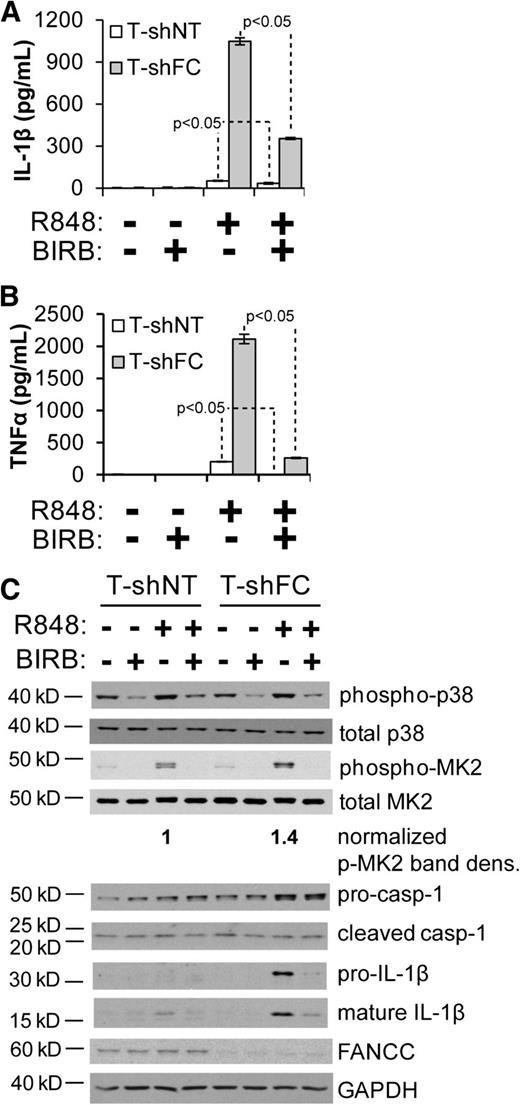 Figure 2. IL-1β overproduction from FANCC-deficient macrophages is p38 dependent. T-shNT and T-shFC cells were plated at a concentration of 106 per mL, pretreated with BIRB 796 (50 nM) for 6 hours, and stimulated with R848 (30 μM) for 24 hours. Secreted IL-1β (A) and TNF-α (B) were measured in the conditioned media by ELISA. One experiment with 3 technical replicates for each condition is shown. (C) Western blotting of indicated proteins from whole cell extracts of the same cells was performed, and molecular weight markers are indicated (casp-1 indicates caspase-1). Band densitometry was performed using ImageJ software. Phosphorylated MK2 band density was normalized to total MK2 band density. P values were calculated using a paired Student t test.