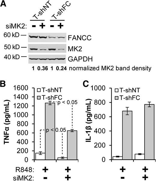 Figure 3. siRNA knockdown of MK2 suppresses TNF-α production but has only a modest effect on IL-1β production. T-shNT and T-shFC cells were double-transfected with a pool of siRNAs directed against MAPKAPK-2 (siMK2) or a pool of nontargeted siRNAs using Nucleofector II and cultured for 72 hours. (A) Whole cell extracts were then prepared and subjected to western blot analysis of MK2. Band densitometry was performed using ImageJ software. (B-C) After the 72-hour culture period, cells were plated at a concentration of 106 per mL and then stimulated with R848 (30 μM) for 24 hours. Secreted IL-1β (B) and TNF-α (C) were measured in the conditioned media by ELISA. Two experiments were carried out. One representative experiment with 3 biological replicates for each condition is shown. P values were calculated using a paired Student t test.