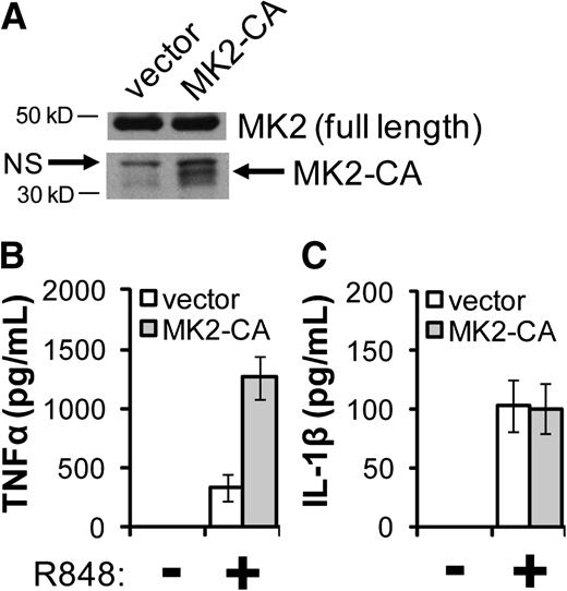 Figure 4. Ectopic expression of an activating mutant form of MK2 enhances TNF-α production but has no effect on IL-1β production. THP-1 cells were retrovirally transduced with either an expression vector containing complementary DNA coding for the catalytic domain of MK2 (MK2-CA; aa 49-338) or with the empty vector. Transduced cells were then selected using G418. (A) Whole cell extracts were prepared and subjected to western blot analysis to confirm expression of MK2 and MK2-CA. NS indicates a nonspecific band. (B-C) Cells were plated at a concentration of 106 per mL before stimulation with R848 (30 μM) for 24 hours. Secreted TNF-α (B) and IL-1β (C) were measured in the conditioned media by ELISA. Two experiments were carried out, and each consisted of 3 biological replicates for each condition. One representative experiment is shown.