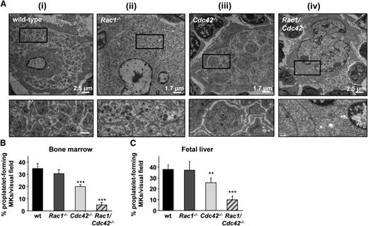 Figure 5. Decreased proplatelet formation and abnormal morphology in Cdc42−/− and Rac1/Cdc42−/− MKs. (A) TEM of MKs in BM of adult (6-week-old) mice. (i-ii) Normal ultrastructure in MKs derived from wt and Rac1−/− mice. (iii-iv) Altered ultrastructure in MKs derived from Cdc42−/− (iii) and Rac1/Cdc42−/− (iv) mice. (Upper) Overview. Bar sizes are depicted. (Lower) Detailed view. Bar, 0.6 µm. (B-C) Determination of proplatelet formation from cultured MKs derived from wt (black), Rac1−/− (dark gray), Cdc42−/− (light gray), and Rac1/Cdc42−/− (patterned) mice. Results are expressed as percentage of proplatelet-forming MKs per visual field ± SD from at least 5 samples per group. (B) Results from BM-derived MKs (day 6 of culture). (C) Results from fetal liver-derived MKs (embryonic day 14.5, day 4 of culture). ***P < .001; **P < .01.