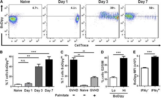 Figure 1. Allogeneic T cells increase FA transport during GVHD. (A) B6 Ly5.2 (CD45.1+) donor T cells were loaded with CellTrace violet and transferred to irradiated B6D2F1 mice as described in “Methods.” Cells were recovered 1, 3, or 7 days after transplantation, stained for CD45.1 and TCR-β, and assessed for BoDipyC1-C12 uptake. Unmanipulated donor cells (not labeled with CellTrace) from “naïve” mice served as controls. Plots are gated on CD45.1+, TCR-β+ cells. (B) The percentage of BoDipyHi donor T cells (n ≥ 3/group). (C) Cells were preincubated with or without palmitate followed by measurement of BoDipyC1-C12 uptake as described in “Methods.” (D) Cells were processed as in A, then stained with Vibrant Dye Ruby, and the percentage of cells in G2/S/M phase from either BoDipyLo (lower 2 quartiles) or BoDipyHi (upper quartile) populations (n = 6 mice/group) was measured. (E) Donor T cells 7 days after BMT were assessed for IFN-γ production, followed by BoDipyC1-C12 uptake. **P < .004, ***P < .0001; n.s., not significant.