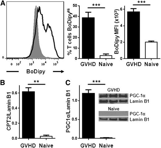 Figure 4. Allogeneic T cells from a minor histocompatibility model increase FA transport and up-regulate CPT2 and PGC1-α (A) 3 × 106 B6 Ly5.2 (CD45.1+) T cells were transplanted into irradiated C3H.SW as detailed in “Methods.” BoDipyC1-C12 uptake was measured as in Figure 1, with allogeneic T cells shown in solid black line and naïve in shaded gray. The percentage of BoDipyHi cells and the MFI of BoDipy was further quantitated (n = 9 GVHD, n = 3 naïve) and represent 2 independent experiments. (B) 105 T cells from naïve donors or minor histocompatibility allogeneic recipients (GVHD) were purified by flow-sorting and cell lysates probed for CPT2 by western blotting as in Figure 2. (C) PGC-1α levels in naïve donor or day 7 allogeneic T cells. Lamin B1 served as a loading control. n = 3 mice per lane. **P < .004, ***P < .0005.