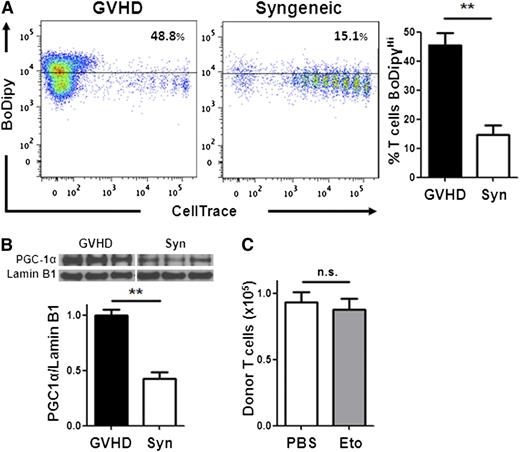 Figure 7. Homeostatic T-cell proliferation does not require FA metabolism. (A) BoDipy uptake was measured in B6 Ly5.2 donor T cells from either allogeneic (GVHD) or syngeneic (Syn) recipients as in Figure 1A. n = 3 mice/group and represent 3 independent experiments. Plots are gated on CD45.1+, TCR-β+ cells. (B) Donor T cells from allogeneic (GVHD) or syngeneic recipients were purified by flow-sorting 7 days after BMT and cell lysates probed via western blotting for PGC-1α as in Figure 2. (C) Syngeneic recipients were given a single intraperitoneal dose of PBS (white) or etomoxir (gray) 7 days post-BMT and the number of donor T cells measured 16 hours later (compare with Figure 6B). n = 8 mice/group, 1 of 2 independent experiments shown. **P < .005, n.s., not significant.