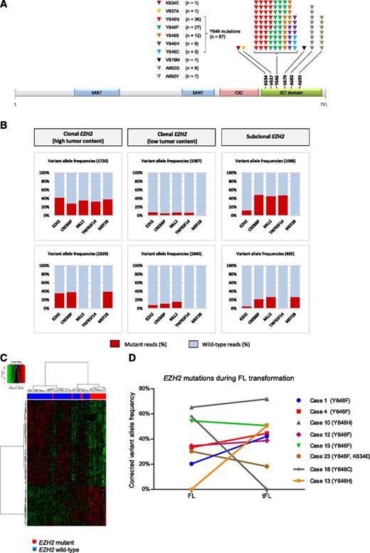 Figure 1. Detailed distribution and frequencies of the EZH2 mutations. (A) Distribution and frequency of EZH2 SET domain mutations detected in 366 diagnostic and relapsed FL cases. Altogether, 106 mutations were detected in 101 FL patients. The most prevalent variants were the mutations resulting in replacement of the tyrosine at codon 646 (Y646), followed by A682 and A692 mutations. Of note, we also detected 3 previously unreported mutations in B-cell lymphomas: K634E, V637A, and V679M of unknown significance. (B) Comparison of VAF for EZH2, CREBBP, MLL2, TNFRSF14, and MEF2B mutations identified by NGS-based targeted resequencing demonstrating i, true clonal variants with similar VAFs (less than 20% difference between VAFs for EZH2 compared with the other genes excluding VAFs of >50%) across the genes analyzed (cases 1720 and 1839), ii, clonal variants with similar, but low VAFs across the mutation targets reflecting the low tumor content within these biopsy samples (cases 1087 and 1845), and iii, true subclonal EZH2 variants with lower EZH2 VAFs as compared with the other genes (cases 1088 and 465). (C) Hierarchical clustering and heatmap of 69 FL cases (51 wild type vs 18 EZH2 mutated) with estimated high tumor content (Δβ > 0.1657) and EZH2 VAF (>17%) showing the gene expression signature of 106 differentially expressed genes. (D) Clonal representation of EZH2 mutations during transformation of FL. Illustrated are the corrected VAFs observed in sequential FL and tFL samples. The EZH2 mutations were maintained during transformation in 6 cases with relatively stable VAFs, whereas it was restricted to the FL and tFL samples in single patients (cases 13 and 18). Case 23 harbored 2 EZH2 mutations (Y646F and K634E) in monoallelic configuration.