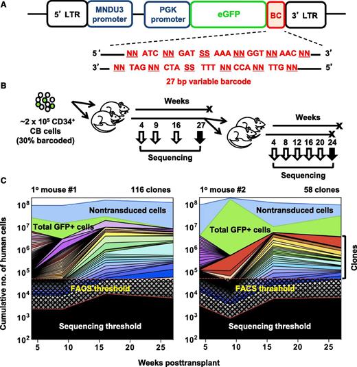 Figure 1. Experimental design and analysis of clones detected. (A) Schematic outline of the MPG lentiviral vector that contained a 27-nucleotide non-coding DNA barcode sequence inserted downstream of the GFP reporter gene. The barcode sequence was designed with variable nucleotide doublets (NN) repeated 5 times, each separated by a constant nucleotide triplet sequence as previously described.10 (B) Schematic outline of the experimental design. CD34+ CB cells were transduced with the lentiviral barcode library for 6 hours in vitro, of which 105 cells (∼3.6 × 104 barcoded cells) were then intravenously transplanted into each of 2 sublethally irradiated NSG mice. BM aspirates were collected, total human CD45+ analyzed, and myeloid, B-, and T-cell subsets of GFP+ and GFP- cells were also separately isolated by FACS. After 27 weeks, all BM cells were harvested separately from both legs and pelvis of both primary mice. From one mouse, half the cells were sorted for clonal analysis and the other half were transplanted intravenously into 2 secondary mice. From the second primary mouse, all harvested BM cells were sorted and used for clonal analysis. (C) Analysis of clonal dynamics in the 2 transplanted primary mice. The upper blue line denotes the total number of human hematopoietic cells in the BM of each mouse (assumed to have a total cellularity of 2 × 108) and the upper green line denotes the total number of GFP+ cells in each mouse. Each color underneath denotes the total contribution of all of the lineages detected in each clone, as inferred from the BM sample analyzed. Black checked and shaded regions indicate the detection limit of the FACS (5 × 104 cells) and MPS (variable) methods, respectively.