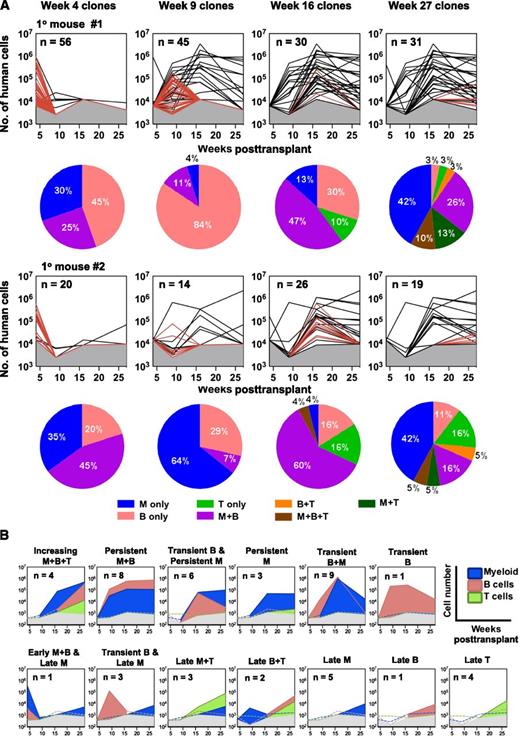 Figure 2. Kinetics of clone appearance, size, persistence, and lineage content. (A) Lines depict changes throughout time in the total size of each barcoded (GFP+) clone in primary mice, extrapolated from the BM sample and distinguishing those only seen at the time indicated in the panel (shown as red lines) vs those also detected at other times (shown as black lines). Gray shaded region denotes the limit of detection by MPS. Each pie chart shows the relative distributions of different types of clones present at different times (of the line plot, above) according to the diversity of lineages present at that time. (B) Different patterns of lineage content of clones present at 27 weeks posttransplant. 13 clonal patterns were defined based on the changes (absolute increases or decreases) detected in the lineage content of each clone through time as illustrated by the representative plots shown. Colored dotted lines denote the absence of specific cell lineages at the indicated detection limit.
