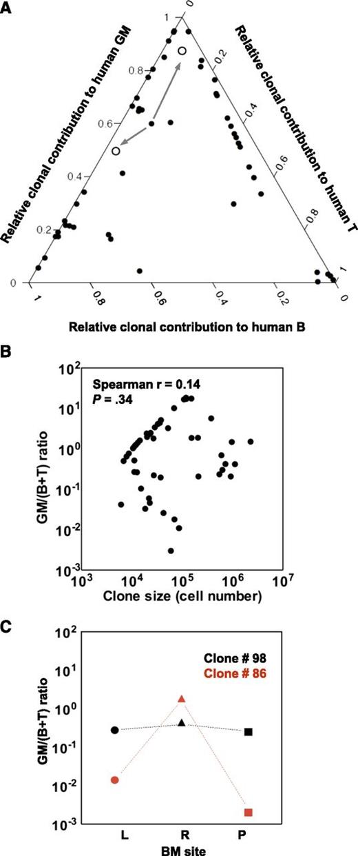 Figure 3. Clonal contributions to the total human GFP+ GM, B- and T-cell compartments in all clones present at 27 weeks posttransplant. (A) Ternary plot showing the relative contribution to the GM, B-, and T-cell lineages of each clone present at 27 weeks posttransplant in the 2 primary mice (calculated as described in the text). Clone #110 persisted until weeks 20 and 24 posttransplant in the 2 secondary mice. Its contributions to the lineages assessed in both are indicated (arrows from clone #110 to the open circles, one for each of the secondary recipient mice). (B) Lack of correlation between GM/(B+T) value and clone size. (C) Examples of clones with similar and highly dissimilar GM/(B+T) ratio in different BM sites. The GM/(B+T) ratios of clone #98 (in black) and clone #86 (in red) in the BM of left leg (L, circles), right leg (R, triangles) and pelvis (P, squares) are shown.